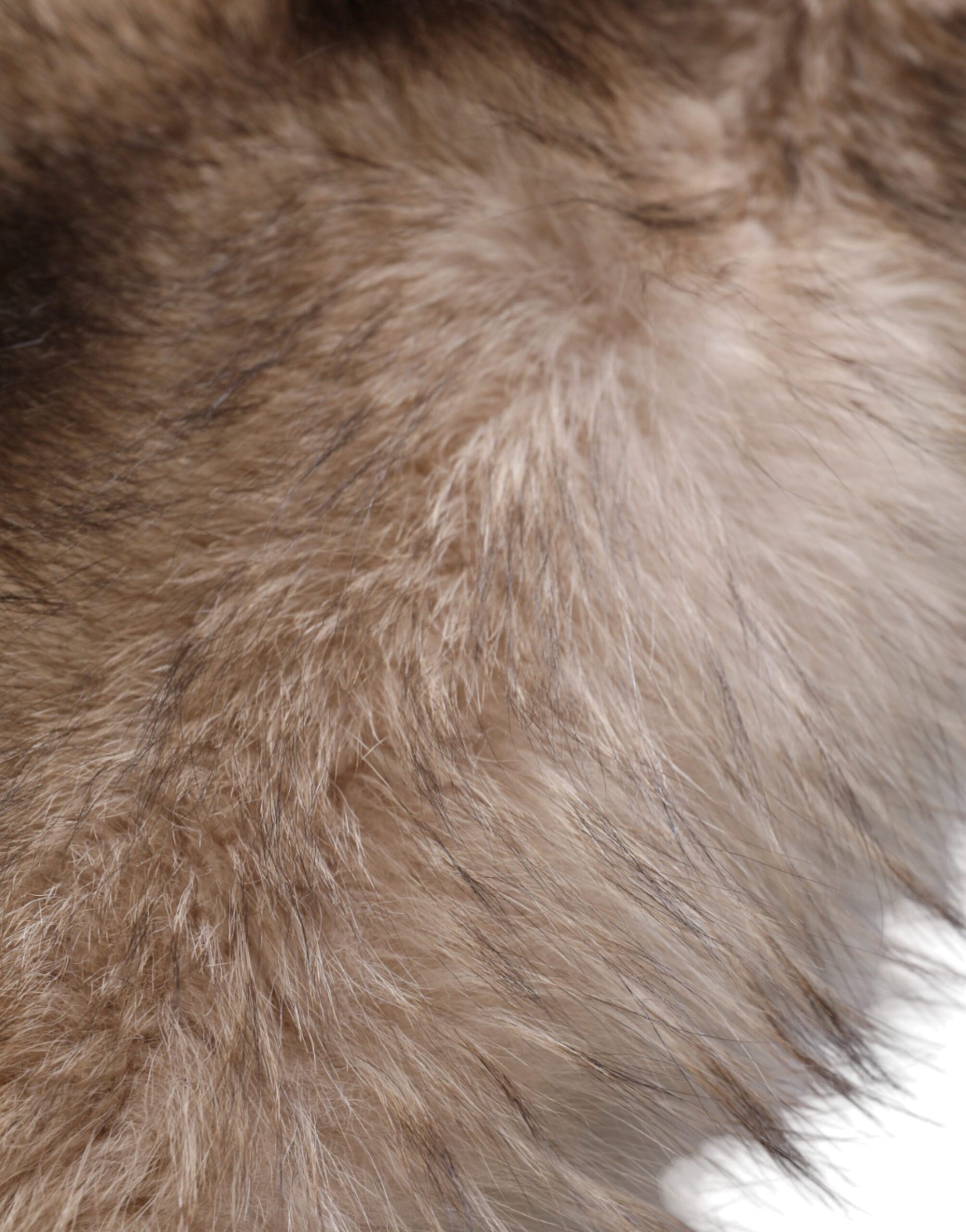 Dolce & Gabbana Brown Frost Fox Fur Neck Warmer Winter Scarf - ClickThatClicks 